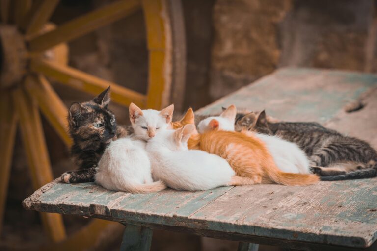 cats lying in the sun